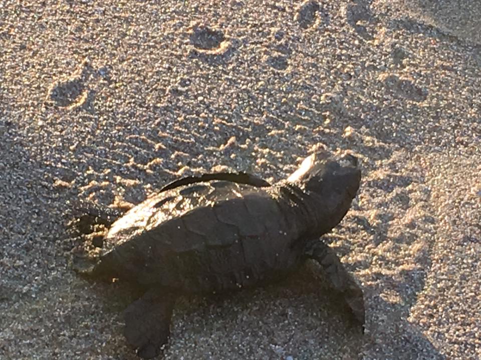 CARETTA CARETTA ETKİNLİĞİ