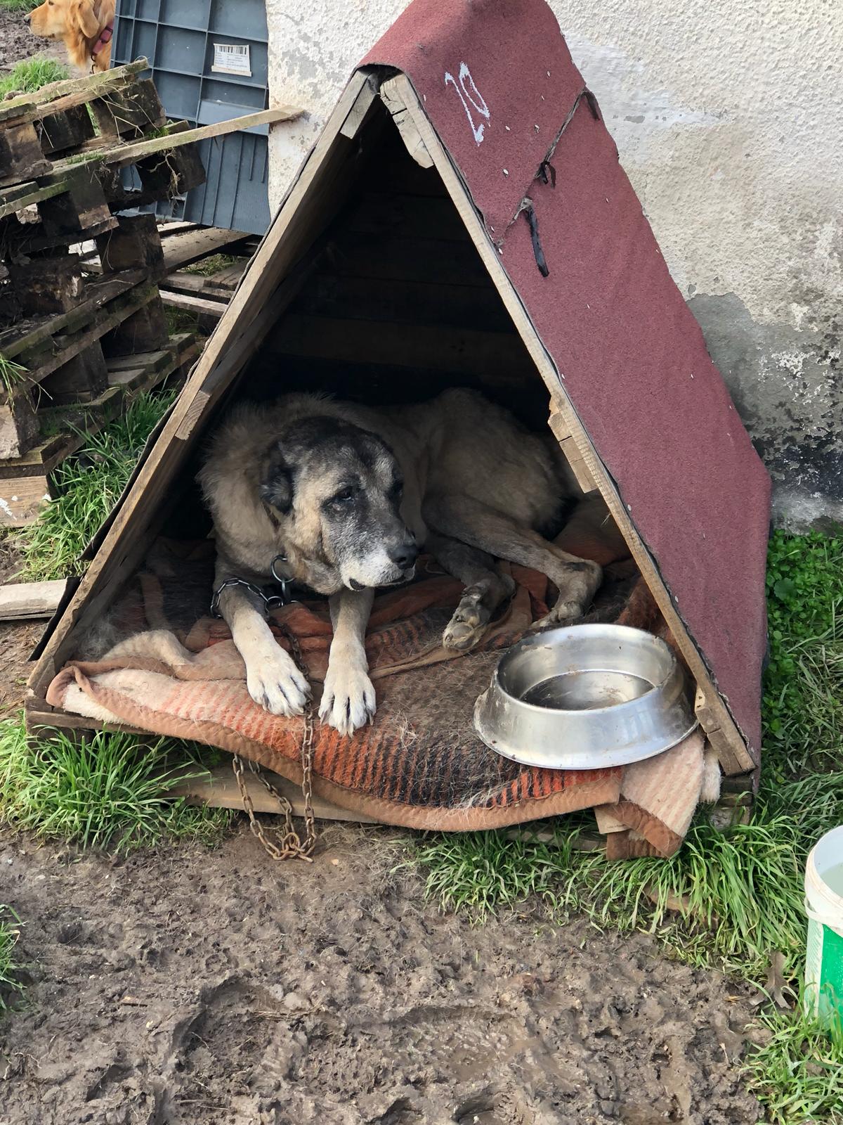 Halaçlı Köyü Barınak Ziyareti