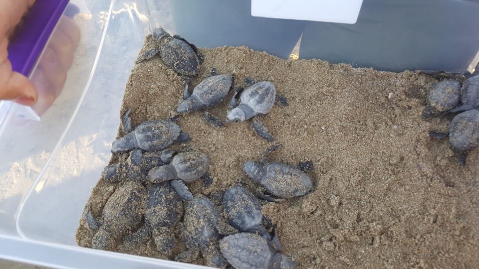 Caretta Carettaların denize bırakılması etkinliği